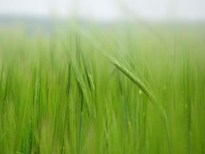 梦到绿油油的麦子