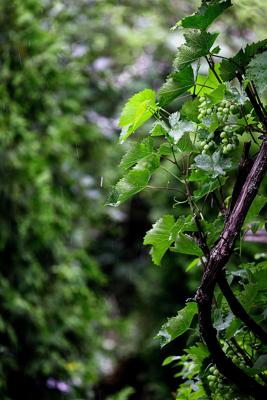 院子里种树风水讲究，院子里种树风水如何趋吉避凶