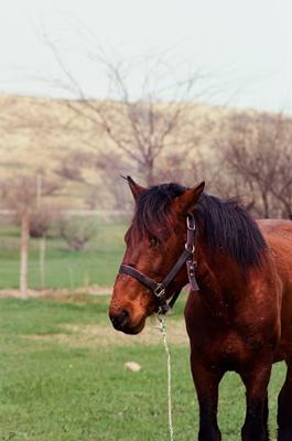 1990年属马是什么命五行属什么，分析1990属马的命格五行与契合运势