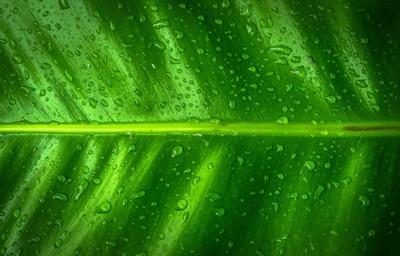 绿色植物风水，绿色植物风水作用是什么？