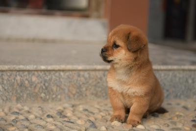 富贵的小狗名字，狗狗名字寓意好