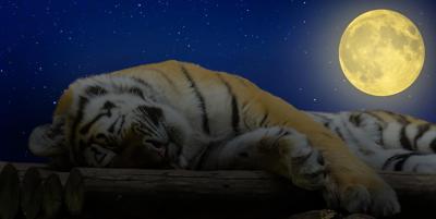 梦见小老虎是什么意思