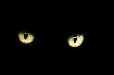 梦见一只黄猫一只黑猫预兆是什么