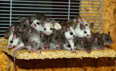 84年属鼠人运势，属鼠人2021运势