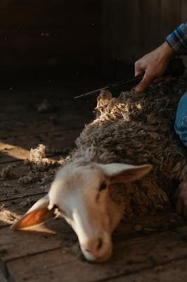 男孩属羊的人命不好吗？属羊的男孩子是不是命苦