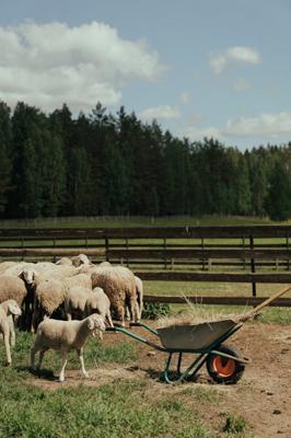 属马和属羊配吗，生肖配对需考量性格特点