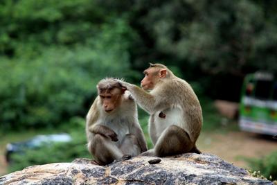 属猴的最佳婚配属相，婚配属相搭配建议