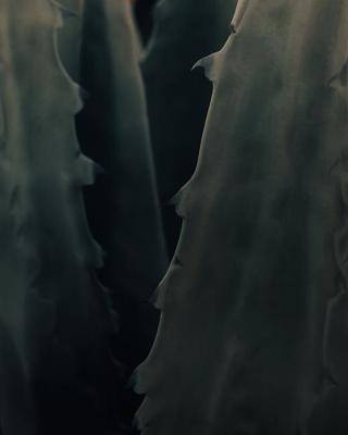 属马的和属龙的配吗，属马的属相好吗？