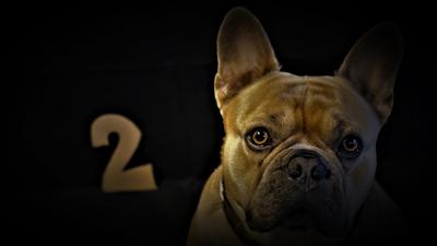 2024属狗的幸运色，2024属狗的幸运色及运势建议