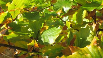 家居风水植物能放小叶子的吗，叶子可以摆什么造型