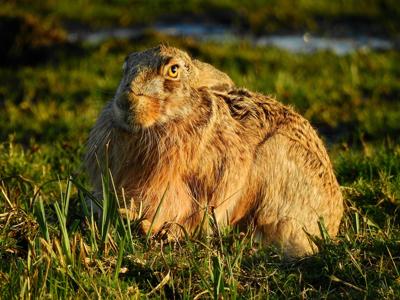 属兔的狮子座性格特点分析，属兔与狮子座结合的性格优势解读