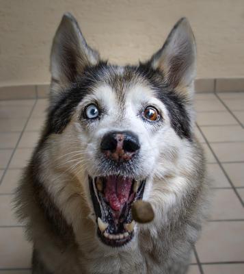 梦见狗追着咬我是什么预兆