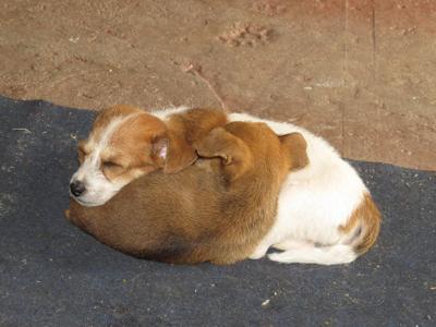 梦见两条大狗很温顺地缠着我