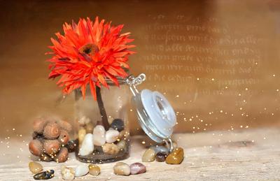 石榴花的寓意和象征风水，石榴花在风水学中的吉祥意蕴