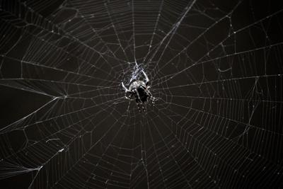 梦见蜘蛛掉到自己身上