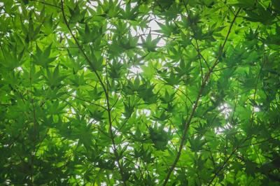 梦见竹林植物篇