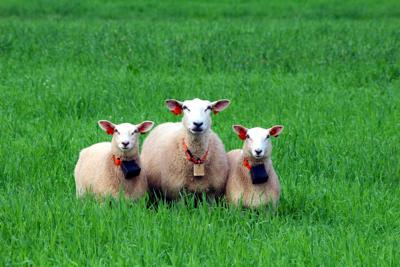 属羊与属鸡相配吗，属羊与属鸡婚姻配对分析