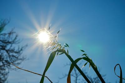 龙骨植物放在阳台有什么风水作用，龙骨放阳台上对风水有影响吗