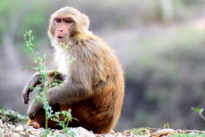 92年腊月初一属猴是什么命，属猴人的运势解析